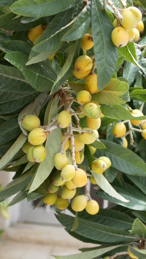 Loquat fruits swaying on tree branches in wind, symbolize exotic produce and Stock Footage 332906896
