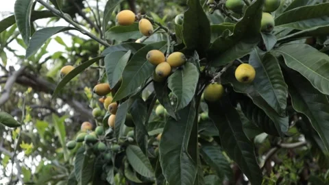 Loquat Tree Stock Footage 237112502