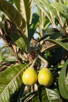 Loquat tree Foto stock
