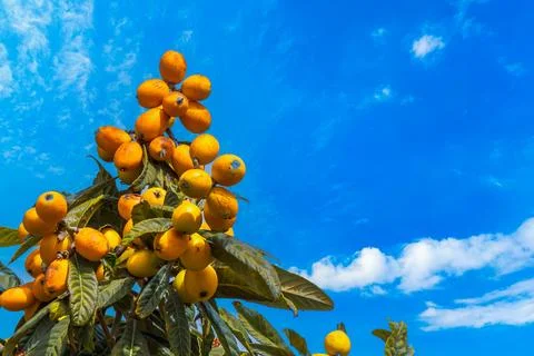 Loquats on a Tree Foto stock
