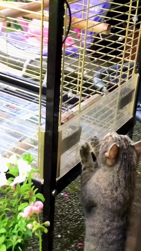 Lora the Cat Parrot - 07 Sep 2025 Stock Footage 316554388