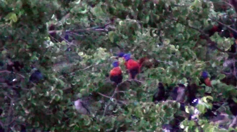 Lorakeet Stock Footage 26309255