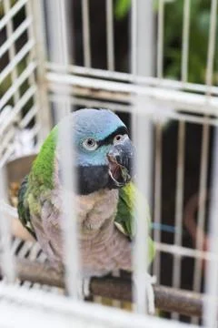 A Lord Derby's Parakeet, also commonly called the Derbyan Parakeet. Birds 写真素材