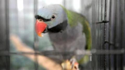 Lord Derbys parakeet eating apple 库存影片 73034636