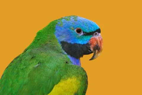 Lord Derbys Parakeet Stock Photos
