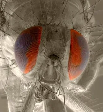 Lord of the flies Stock Photos