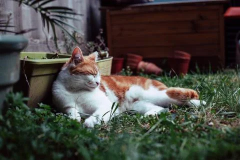 Lord of the Garden Stock Photos