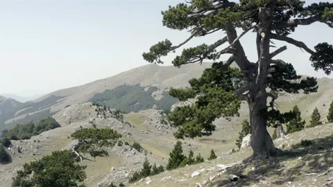 Loricato pine tree pinus leucodermis in the Pollino national park Stock Footage 206347650