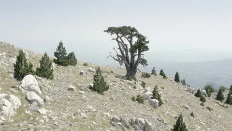 Loricato pine trees pinus leucodermis in the Pollino national park Stock Footage 206346045