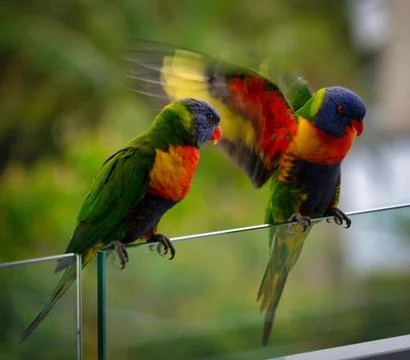 Loriini birds perched side-by-side on a ledge, basking in the sunshine 스톡 사진