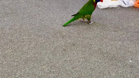 Lorikeet also called Lori for short, are parrot-like birds in colorful Stock Footage 246498460