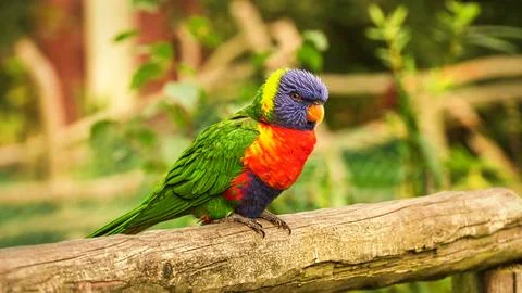 Lorikeet also called Lori for short, are parrot-like birds in colorful plumag Stock-Fotos