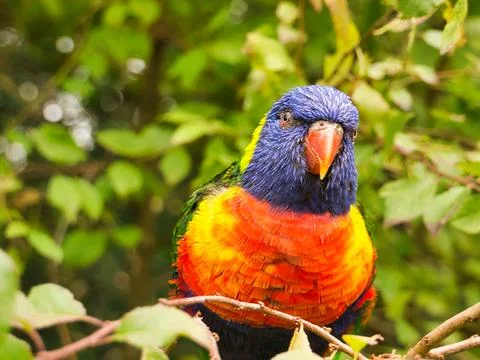 Lorikeet also called Lori for short, are parrot-like birds in colorful plumag 写真素材