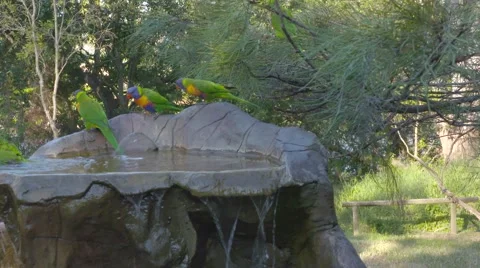 Lorikeet birds in bird bath Stock Footage 61807725