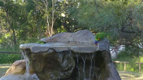 Lorikeet birds in bird bath Stock Footage 61807726