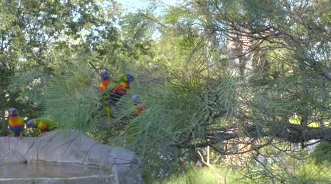 Lorikeet birds in bird bath Stock Footage 61807735