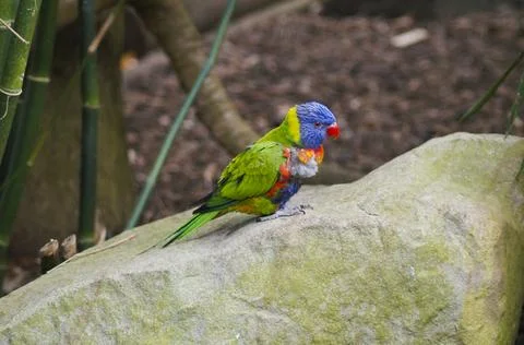 Lorikeet close up 1 Stock Photos