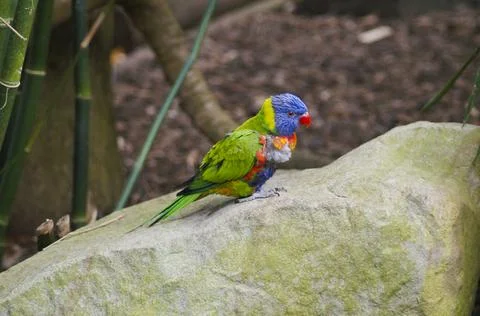 Lorikeet close up 2 Stock Photos