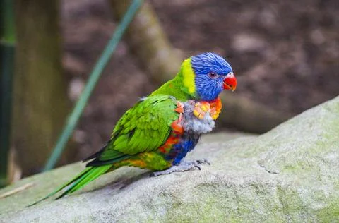 Lorikeet close up 3 Stock Photos