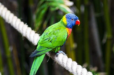 Lorikeet close up 7 Stock Photos