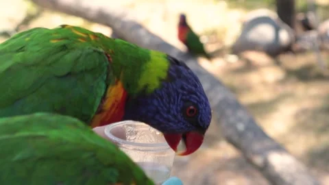 A lorikeet drinking nectar. feed a bird. a rainbow colored lorikeet feeding Stock Footage 277627826