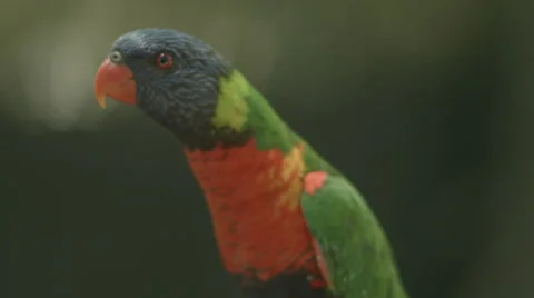 Lorikeet Drinking Nector Stock Footage 50917203