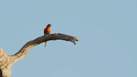 Lorikeet Vídeo Stock 335498637