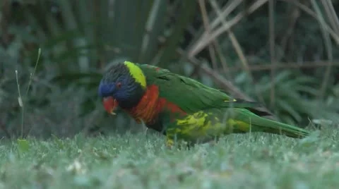 Lorikeet free on the grass Stock Footage 21425002