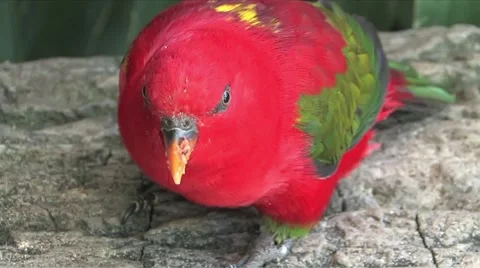 Lorikeet Parrot Stock Footage 939248