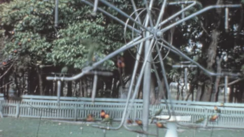 Lorikeet Parrots Playing on Swing Structure at Marineland, Australia Stock Footage 302433266