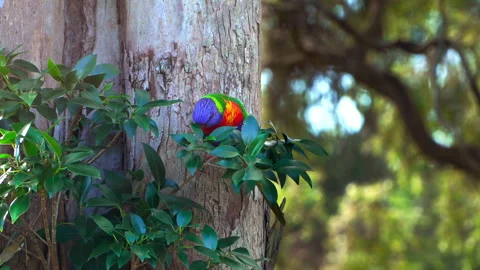 Lorikeet perched in front of nest 1/2 Stock Footage 278339098