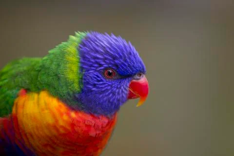 Lorikeet Stock Photos