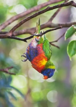 Lorikeet Stock Photos