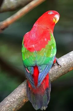 Lorikeet Stock Photos