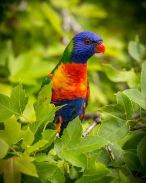 Lorikeet Stock Photos