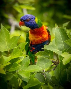 Lorikeet Stock Photos