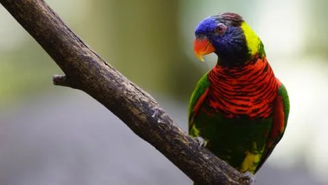 Lorikeet Stock Photos