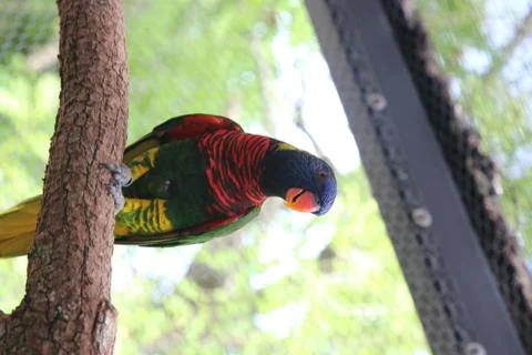A Lorikeet Stock Photos
