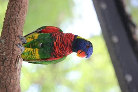 A Lorikeet Stock Photos
