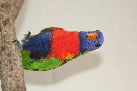 A Lorikeet Stock Photos