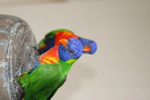 A Lorikeet Stock Photos