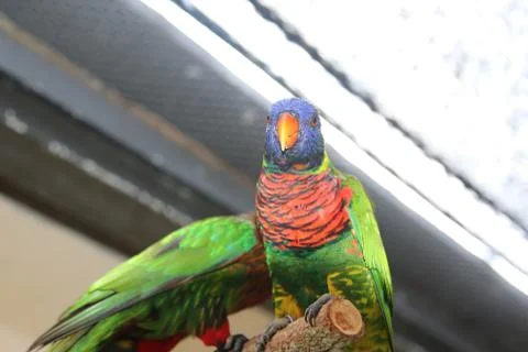 A Lorikeet Stock Photos