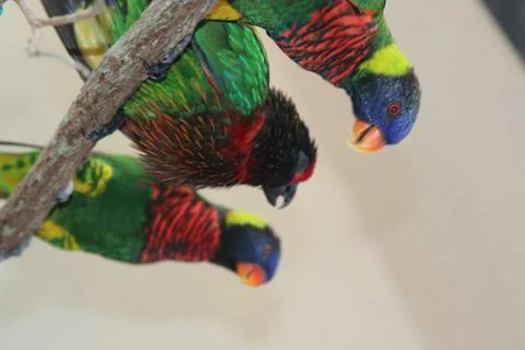 A Lorikeet Stock Photos