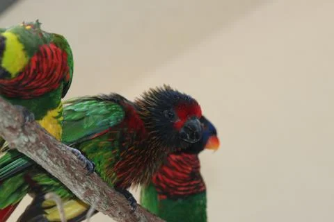 A Lorikeet Stock Photos