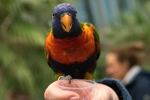 Lorikeet Foto stock