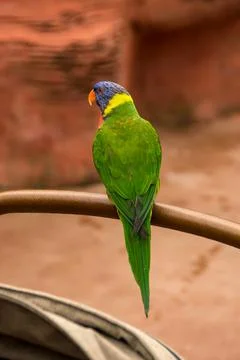 Lorikeet Stock Photos