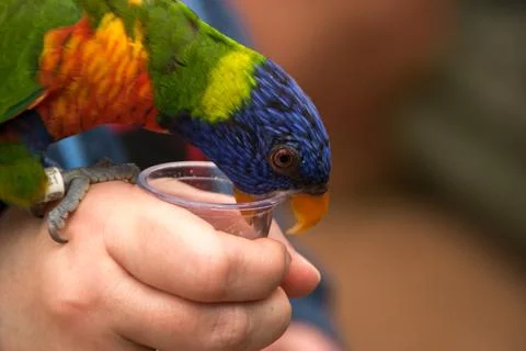 Lorikeet Stock Photos