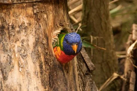 Lorikeet Stock Photos