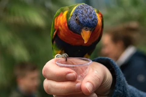 Lorikeet Stock Photos