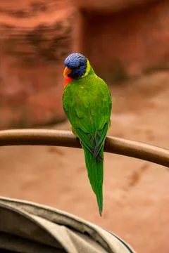 Lorikeet Stock Photos